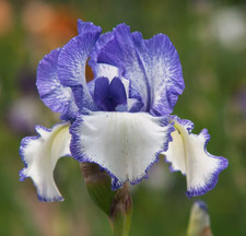 Plants iris sibirica - plants,
