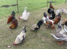 MAGNETIC SEXER FOR HATCHING