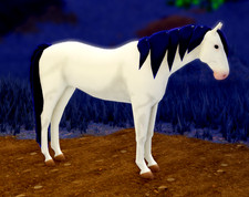 Wild Horse Islands Rare Coat