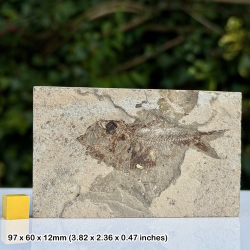 Armigatus fossil fish - fossil,