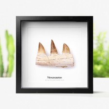 Framed 80-100 mm Mosasaurus