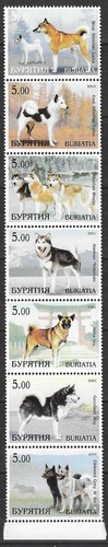 Siberian laika husky alaskan - laika,