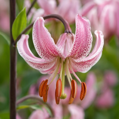 Lilium martagon pink morning - lilium,