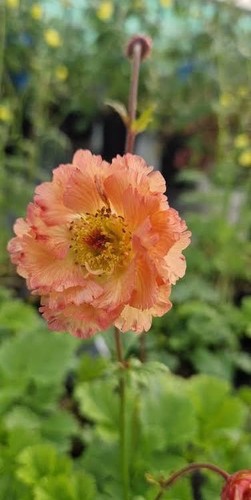 Geum mai tai three cm - three, 9