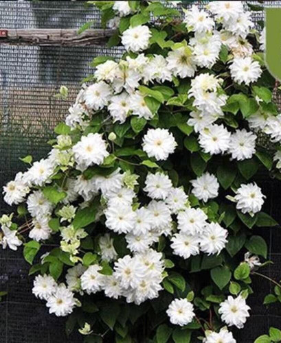 Seeds for pure white - seeds,