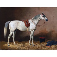 Volkers Grey Horse In Stable
