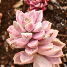 Graptosedum Bronze variegated
