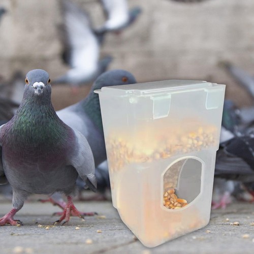 Automatic pigeon bird - automatic, feeder