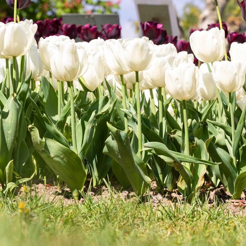 Tulip white prince pure - prince,