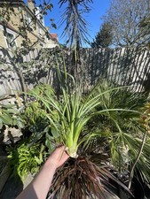 Ochagavia Carnea Frost Hardy