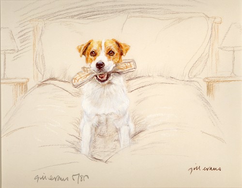 Jack russell terrier jrt dog - russell,