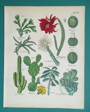 CACTUSES Various Types Prickly Pear Peruvian Pereskia Woolly - 1845 COLOR Print