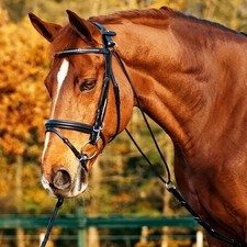 Busse chambon basic - chambon,