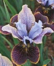Iris sibirica Black Joker