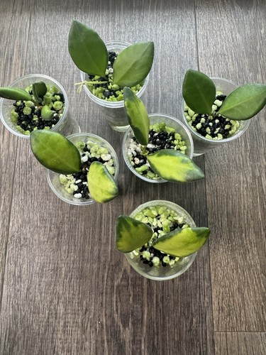 Hoya burtoniae variegated wax - hoya,