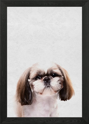 Cute pet puppy - puppy, maltese