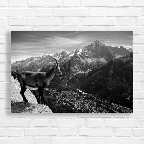 Mountain goat black white - goat,