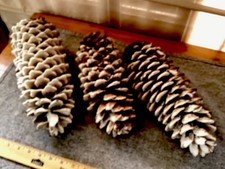 THREE  GIANT SUGER PINE