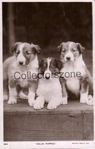 Dogs collie pups real photo - collie,