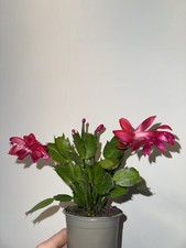 1 Flowering Cactus Double