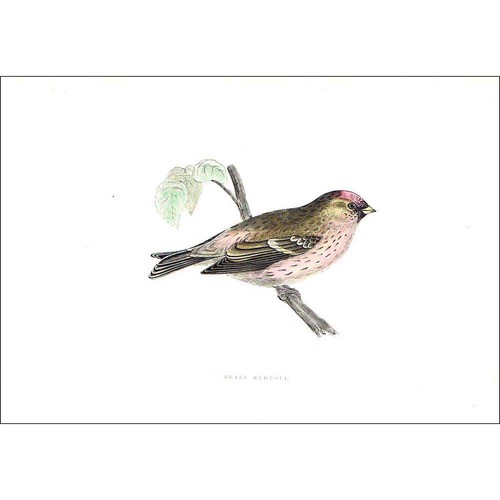 Birds mealy redpoll hand - birds,