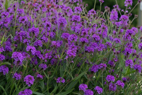 Verbena santos purple - verbena, 'santos