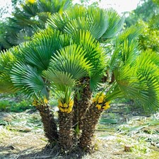 Hardy Mediterranean Fan Palm