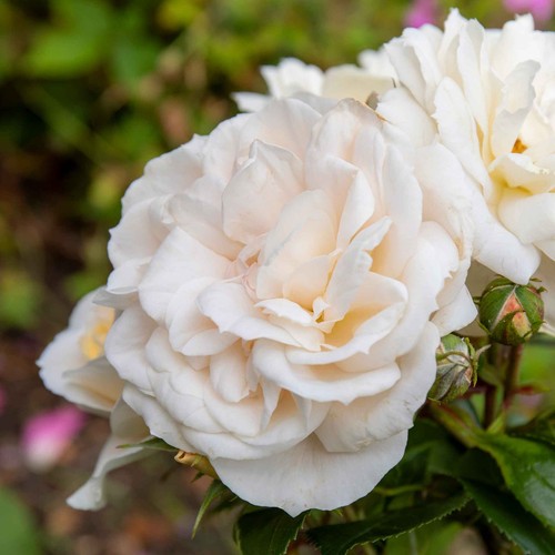 Rose plants pots 5 - in, litre