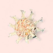 Pink bolma girgyllus - pink,