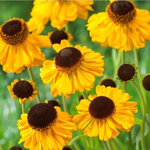 Helenium the bishop - the,