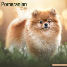 Pomeranian 2026 Calendar | Dog