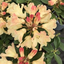 Rhododendron Nancy Evans | 1 Litre Pot | Yellow Flowers | Evergreen Shrub