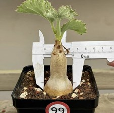 Cyphostemma uter var.macropus