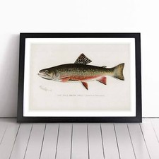 Male Brook Trout Framed Canvas Wall Art Print Poster Picture, Home Decor