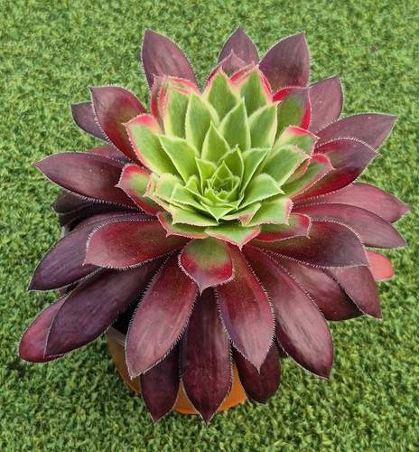 Aeonium firecracker variegata - firecracker, 'variegata