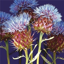 Scottish Thistle - Fine Art