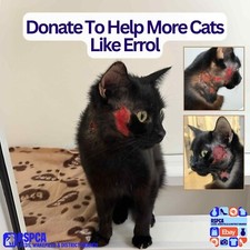 Donate To Help More Cats Like Errol at The RSPCA Leeds and Wakefield