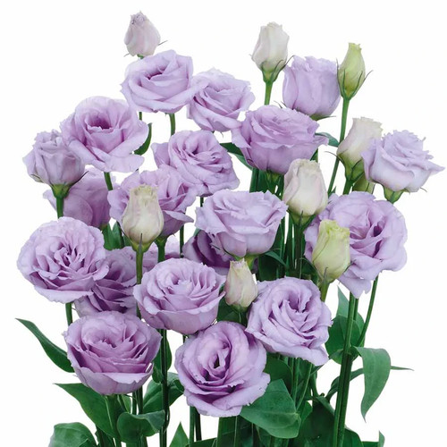 Lisianthus live plant healthy - lisianthus, plant,