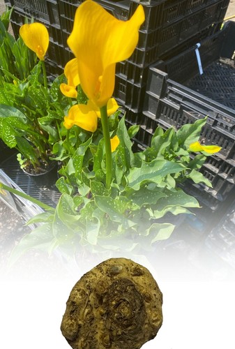 Zantedeschia florex - zantedeschia,
