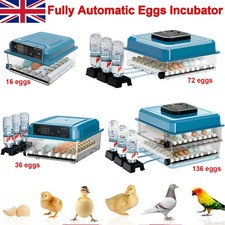 136 eggs incubator - eggs,