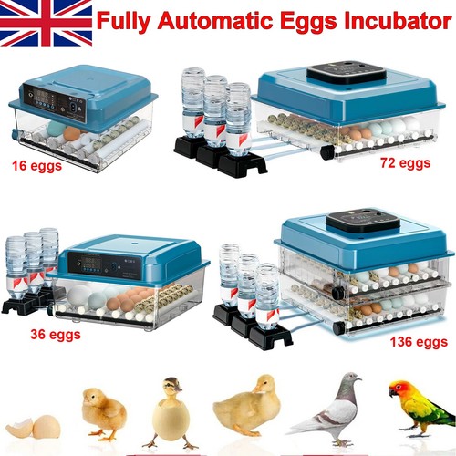 136 eggs incubator - eggs,