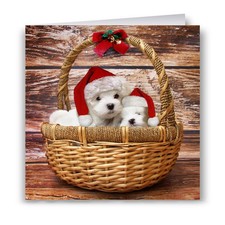 Cute Maltese Puppies in a