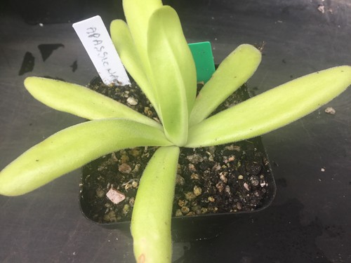Pinguicula apassionada - pinguicula,