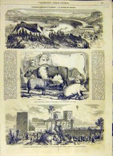 Original old antique print - original,