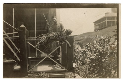 1910s jaguar cat - jaguar,