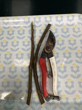 Paradiso Fig tree -unrooted