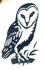 1x Barn Owl Bird Prey Decal