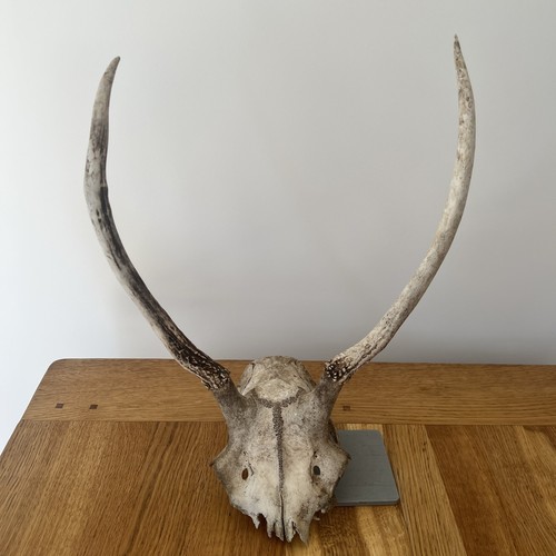 Red deer pricket skull with - red,