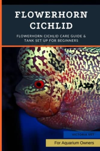 Flowerhorn cichlid - flowerhorn,