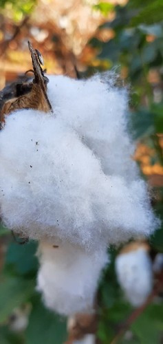 Cotton plant gossypium 12 - plant,
